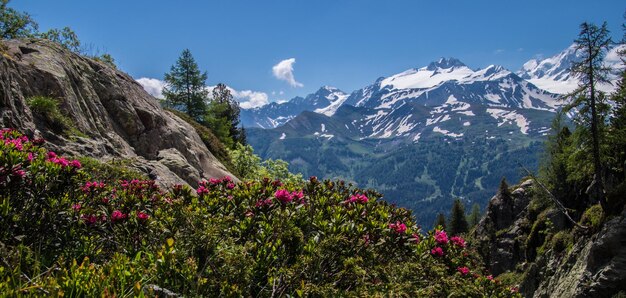 スイスアルプスの風景