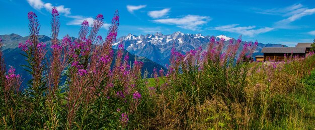 Swiss alps landscape