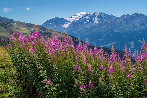 Swiss alps landscape