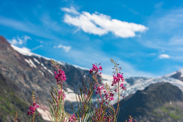 Swiss Apls with wild pink flowers