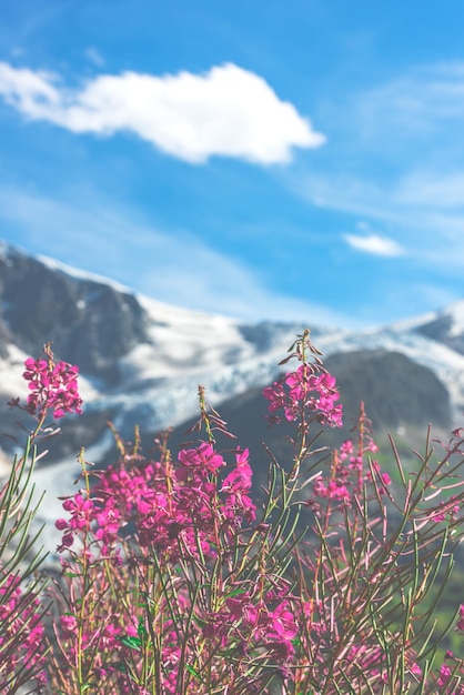 Swiss Apls with wild pink flowers