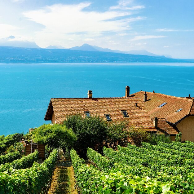 Swiss Chalets on Vineyard Terrace hiking trail of Lavaux, Lake Geneva and Swiss mountains, Lavaux-Oron district, Switzerland