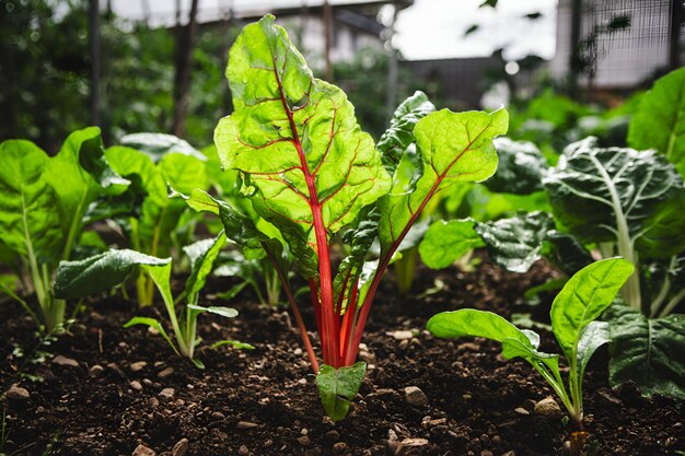 Swiss chard crop in the vegetable garden