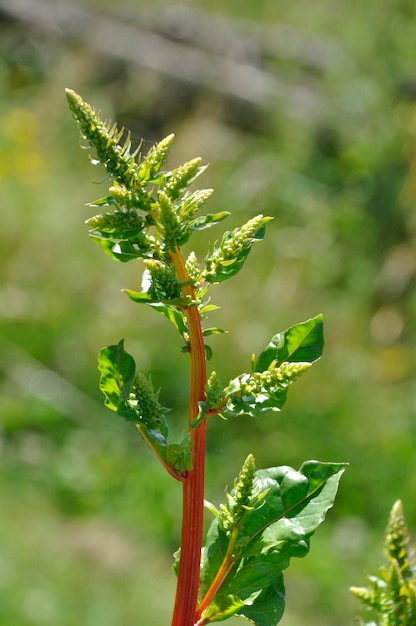 Photo swiss chard seeds in a garden