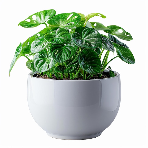 Swiss Cheese Plant Monstera adansonii in White Pot