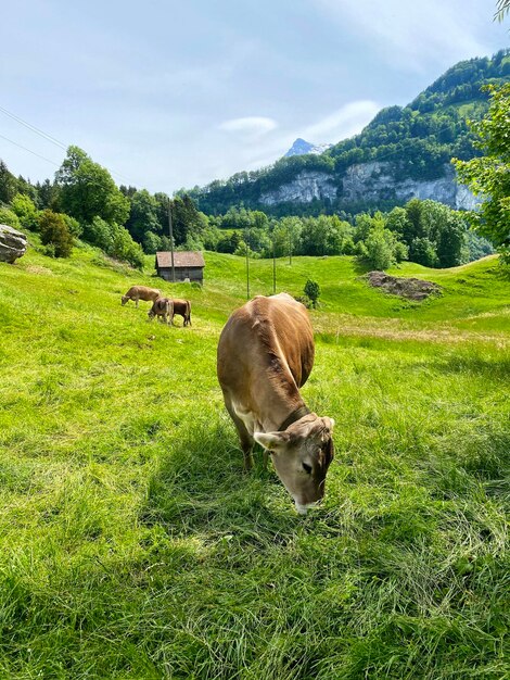 Photo swiss cow grazing mountain greens