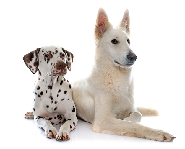 swiss shepherd and dalmatian