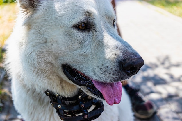 Swiss Shepherd Dog, on the background of the lake. Guardian dog. Anatolian Shepherd Dog Sivas Kangal. Great good friend. Close-up.