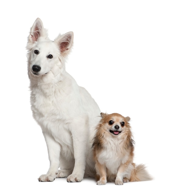 Swiss shepherd dog and Chihuahua, 6 months old and  4 years old, sitting in front of white wall