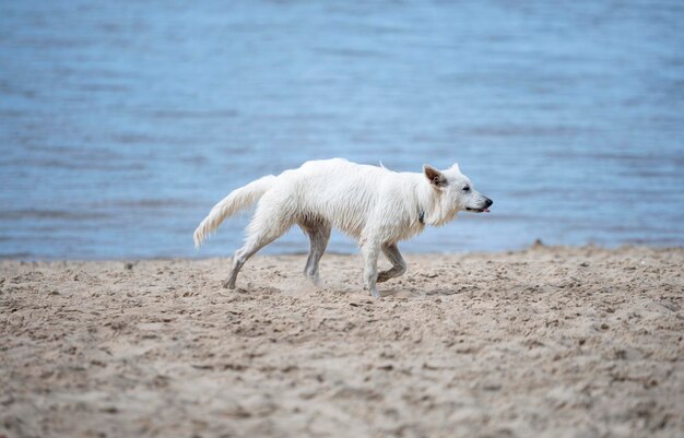 写真 スイスの羊飼い犬がビーチで自由に走っている