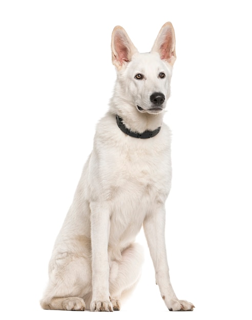 Swiss Shepherd dog sitting in front of a white wall