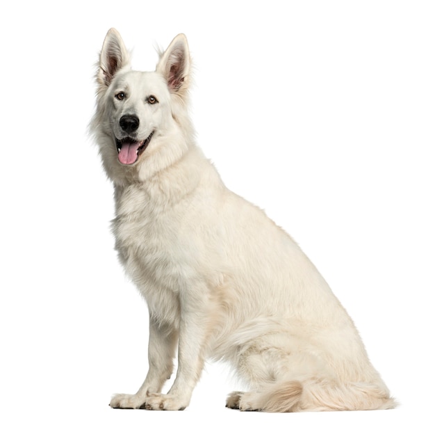 Foto cane da pastore svizzero seduto davanti a un muro bianco