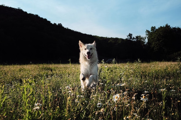 スイスの羊飼いが緑のカモミールフィールドで高くジャンプします犬はクリアリングで公園を散歩します