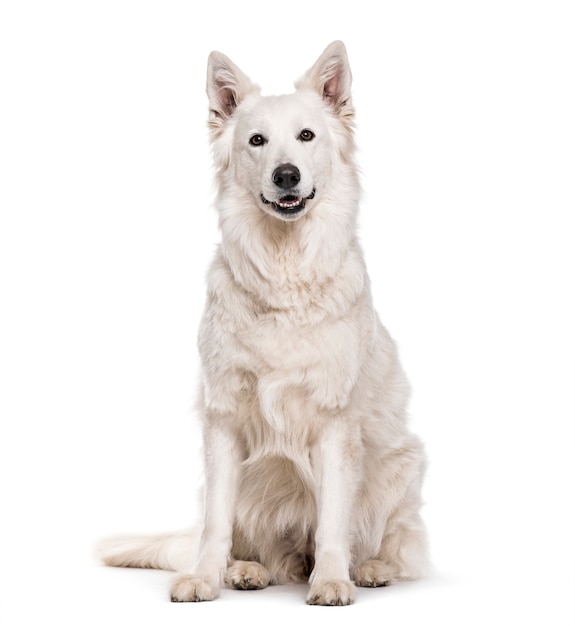스위스 화이트 셰퍼드 개, 4세, 흰색 배경에 앉아
