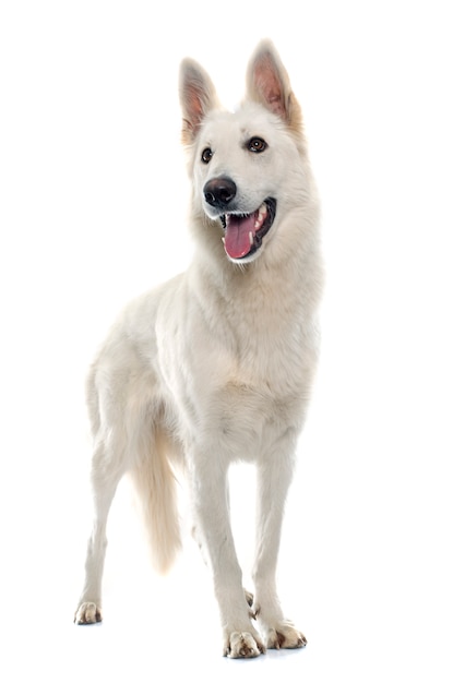 swiss white shepherd