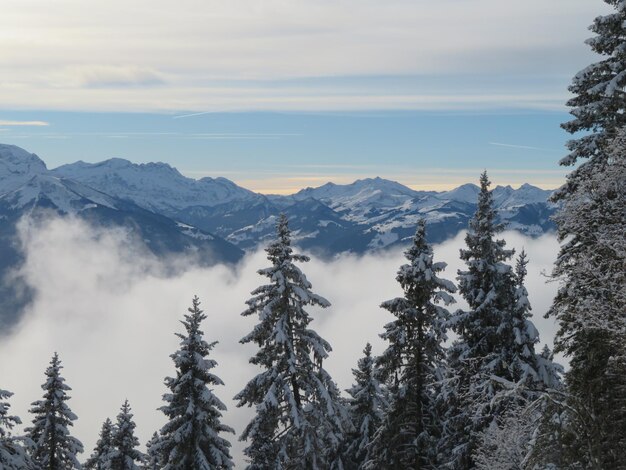 Photo swiss winter landscape with snowy trees