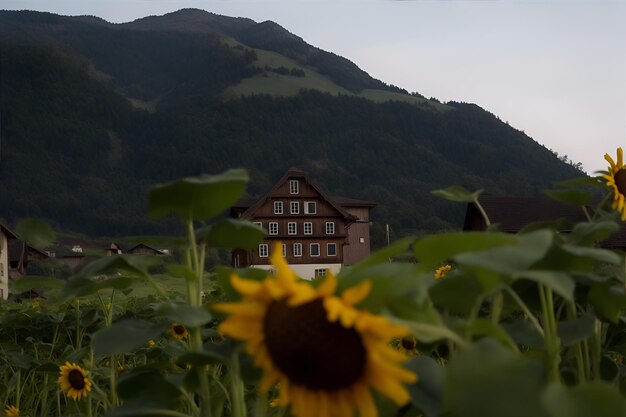 Foto svizzera natura