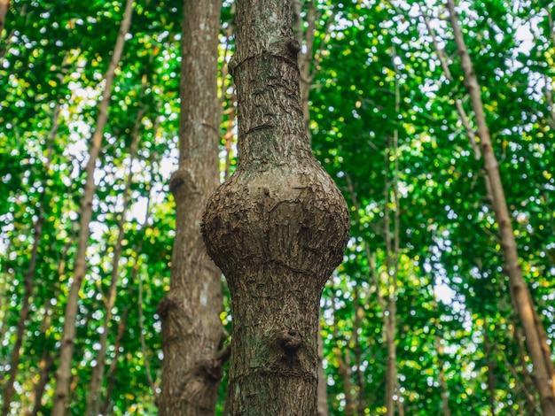 Swollen trunk