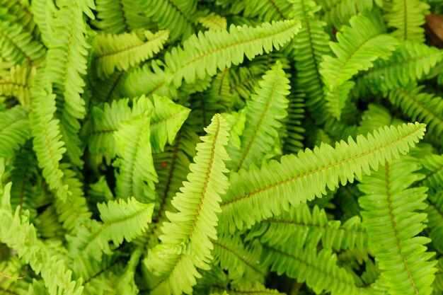 Sword or fishbone fern leaf fresh green background and detail texture.