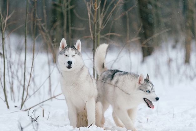 Coppia di husky siberiano in inverno