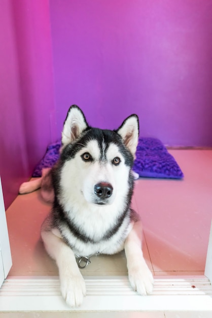 syberien husky in room