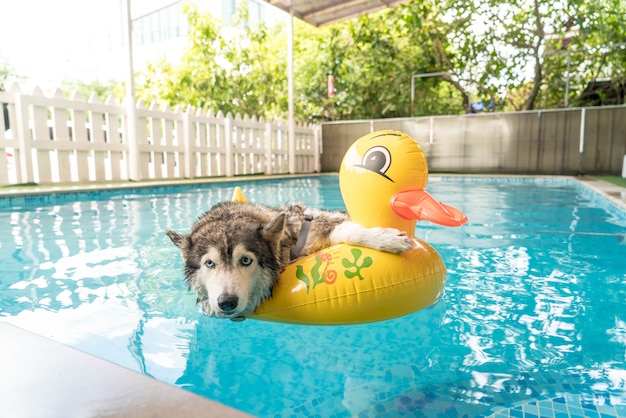 syberien husky swimming in the pool with swim ring