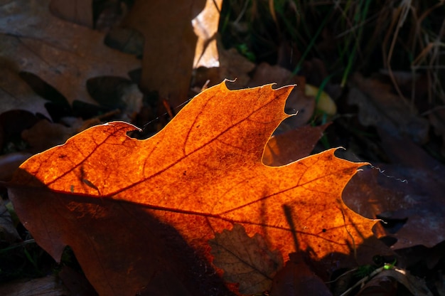 Sycamore blad rot in de herfstzon