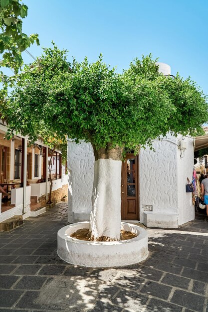 Sycamore-boom met geverfde stam groeit in de buurt van traditioneel wit gebouw en café in Lindos Street