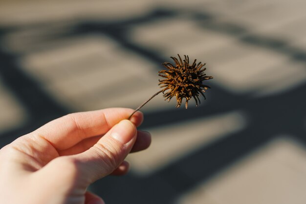 Sycamore fruit in the hands