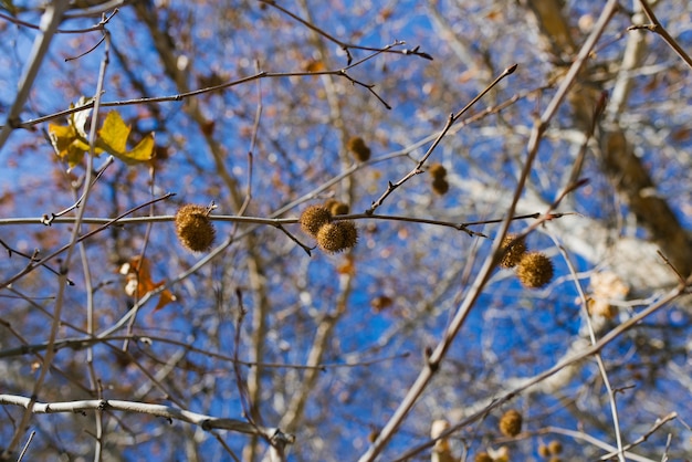 Frutto del sicomoro su un ramo di albero in autunno