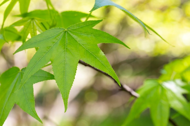 Sycamore maple leaves in the forest in spring