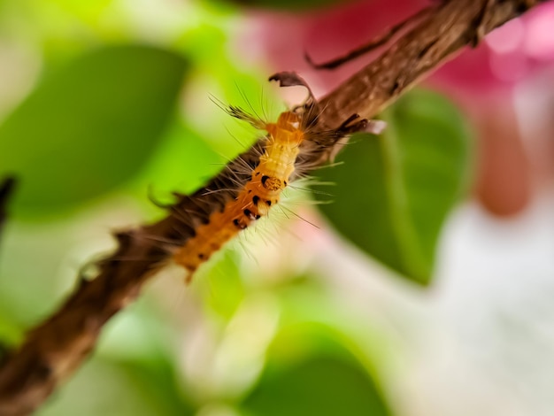 Sycamore moth caterpillar perched on a shady tree branch