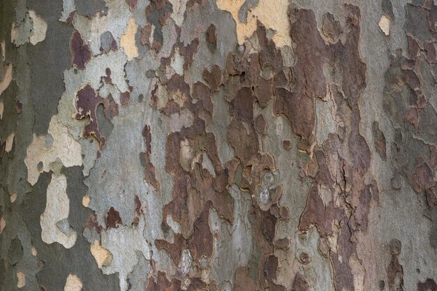 Листопадное дерево Sycamore platanus bark platanaceae похоже на военную форму.