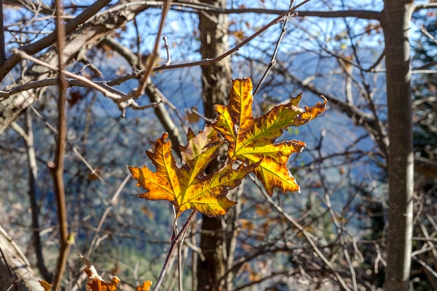Sycamore Platanus growing in the mountains