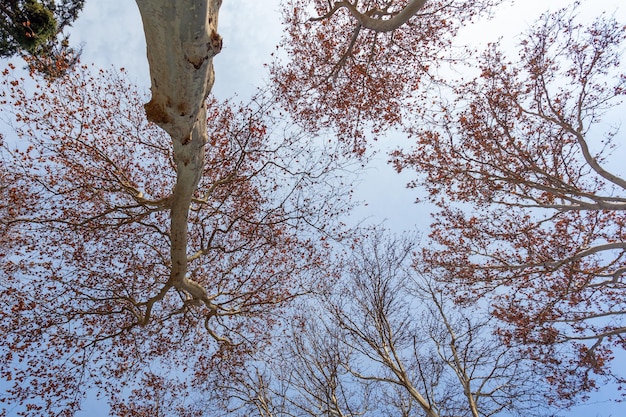 푸른 하늘에 대 한 겨울에 플라타너스 나무 잎
