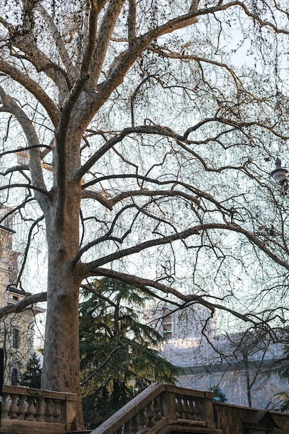 Sycomoorboom op kade in de stad Verona