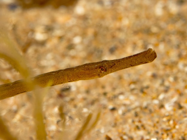 Photo sygnathus typhle