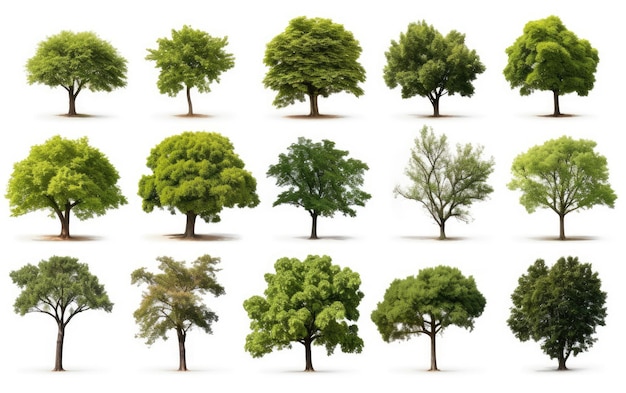 Sylvan демонстрирует прекрасную коллекцию деревьев из разных регионов на белом фоне
