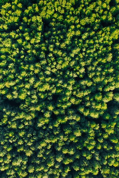 Фото sylvan symphony. вид на летний лес с высоты.