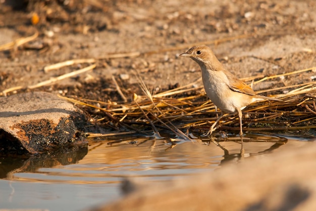 Sylvia borin - The warbler is a species of passerine bird in the Sylviidae family. 