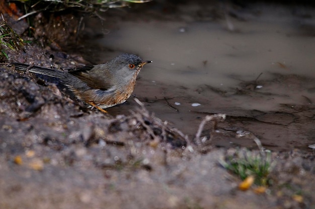 Sylvia cantillans de westelijke subalpiene grasmus is een typische kleine grasmus