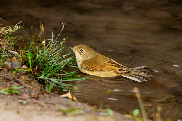 Sylvia communis - The Warbler is a species of passerine bird in the Sylviidae family. 