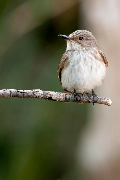 Sylvia melanocephala - de zwartkopzanger is een soort van zangvogel in de sylviidae