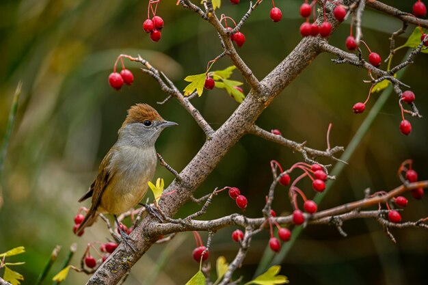 Sylvia melanocephala or Sardinian Warbler is a species of passerine bird in the Sylviidae family