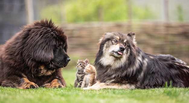 写真 庭での犬と子猫の共生。社会化された動物の猫と犬。