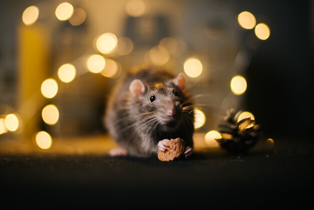 Symbol of coming  closeup of one rat eats in room with bright garlands