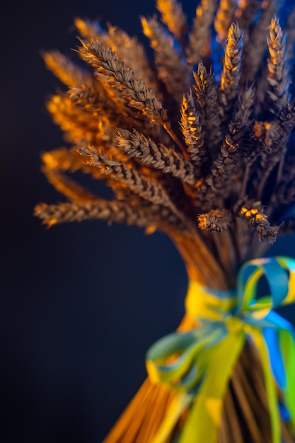 Photo symbol of free ukraine ears of wheat