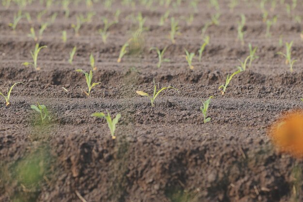 Photo symbol heart earth day handful of dirt hands heart shape farm organic earth farmer hands soil ground earth dirt garden soil farm ground male hands full of fertile land field agriculture concept