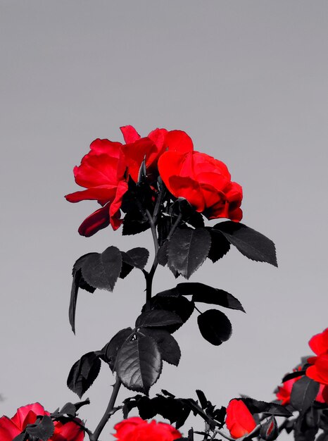 Symbol Image Of Blooming Red Roses Bunch With Black Leaves