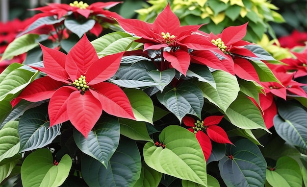 Photo a symbol of joy and warmth vibrant poinsettia in full bloom